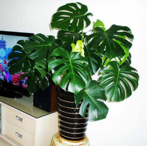 龟背竹有毒吗适合室内养吗 龟背竹有风水讲究吗风水作用禁忌