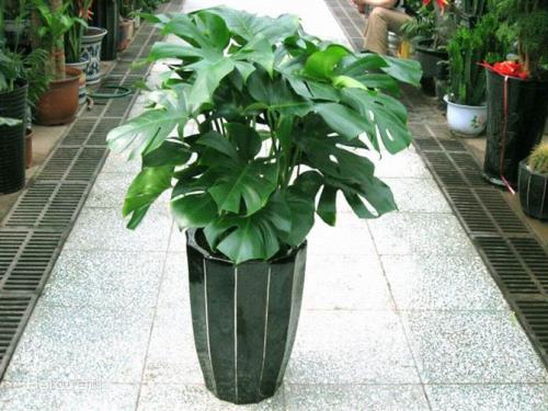 龟背竹有毒吗适合室内养吗 龟背竹有风水讲究吗风水作用禁忌