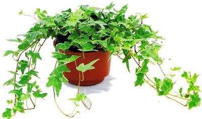 ������Ҷ�Ӹɿ���ô�췢��զ���� ������ΪʲôҶ�ӷ�����ô��