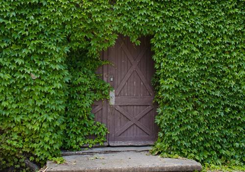 ������Ҷ�Ӹɿ���ô�췢��զ���� ������ΪʲôҶ�ӷ�����ô��