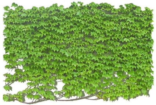 ������Ҷ�Ӹɿ���ô�췢��զ���� ������ΪʲôҶ�ӷ�����ô��