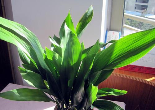 һҶ�����Լ�����Ҫ��ô����һҶ������ֳ������ע������