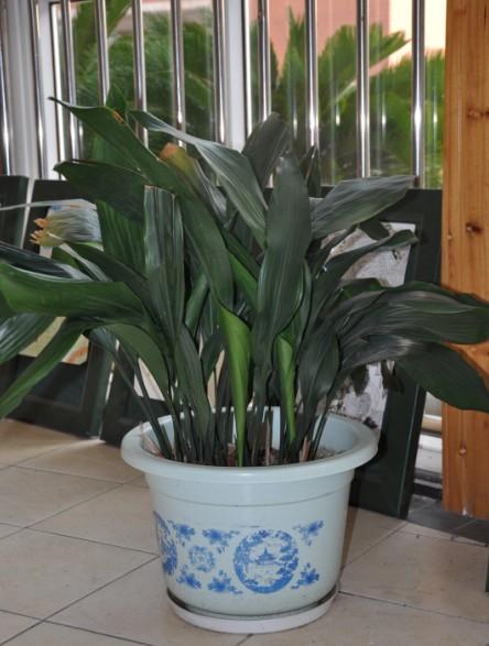 һҶ�����Լ�����Ҫ��ô����һҶ������ֳ������ע������