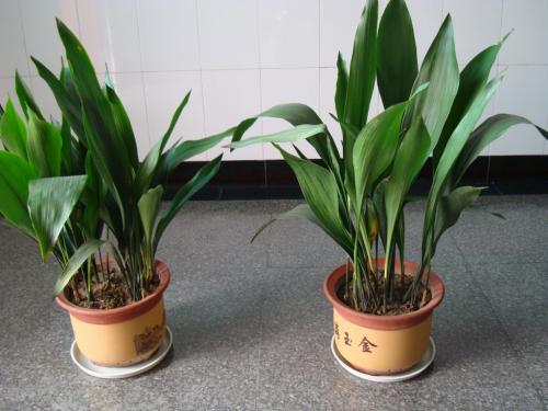 必看的一叶兰分株繁殖方法全过程图解