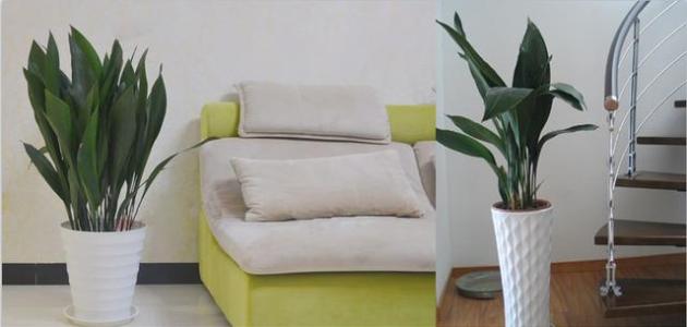 一叶兰为什么叶尖发黄?叶子发黄原因和解决方法揭秘