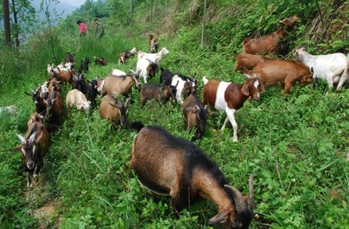 2018年养殖山羊还有前景吗能赚钱吗?养殖山羊前期需要准备什么