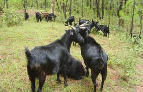 怎么养殖山羊还能才能卖得好?山羊怎么饲养管理技术要点介绍