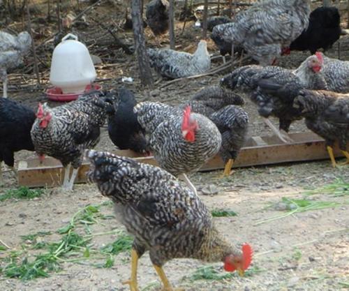 芦花鸡和家鸡有什么不同?芦花鸡多少钱一只有养殖前景吗?