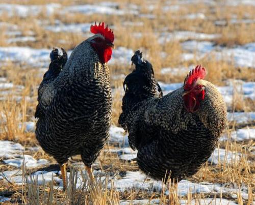 芦花鸡和家鸡有什么不同?芦花鸡多少钱一只有养殖前景吗?