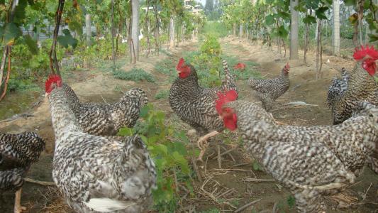 «ͼҼʲôͬ«Ǯһֳֻǰ