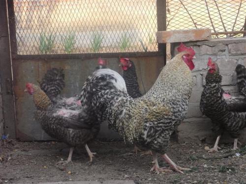 芦花鸡和家鸡有什么不同?芦花鸡多少钱一只有养殖前景吗?