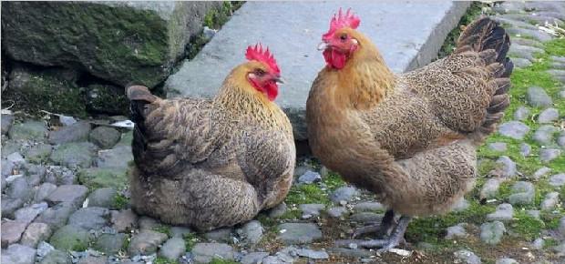 芦花鸡和家鸡有什么不同?芦花鸡多少钱一只有养殖前景吗?