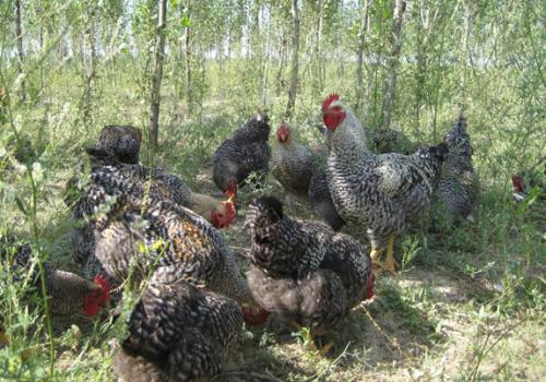 芦花鸡和家鸡有什么不同?芦花鸡多少钱一只有养殖前景吗?