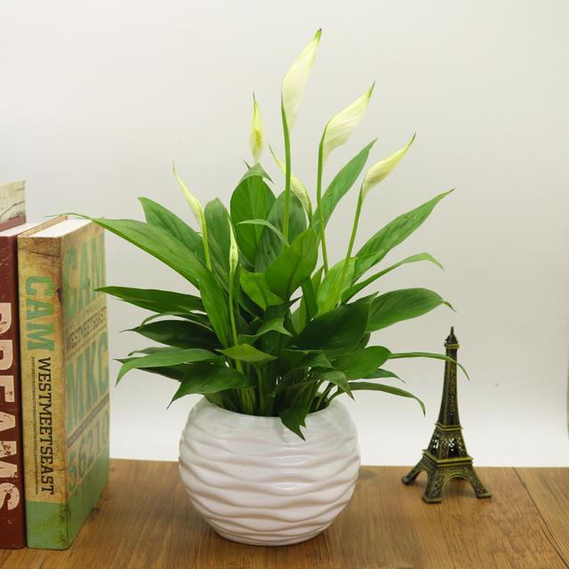 �׺������໹��ˮ���?ˮ��׺������ֳ�����������ķ���