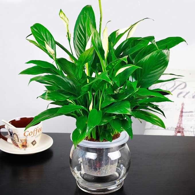 �׺������໹��ˮ���?ˮ��׺������ֳ�����������ķ���