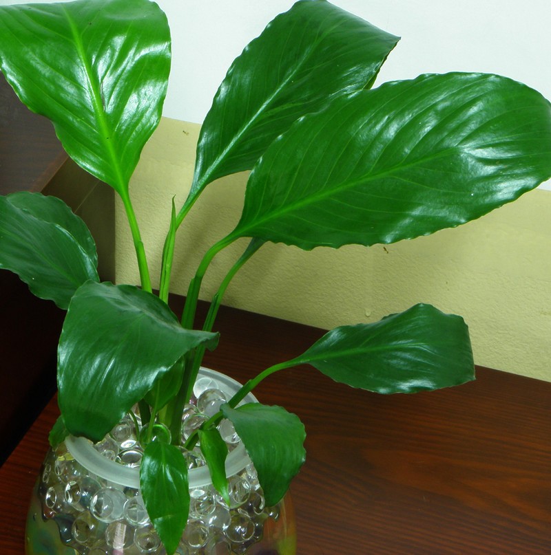 �׺������໹��ˮ���?ˮ��׺������ֳ�����������ķ���