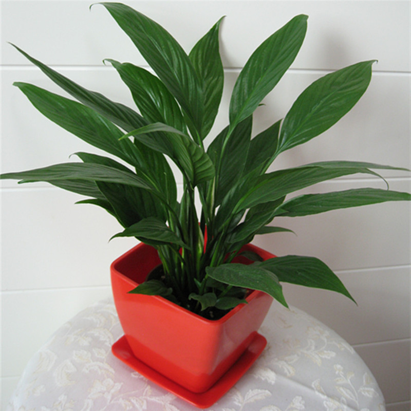 �׺������໹��ˮ���?ˮ��׺������ֳ�����������ķ���