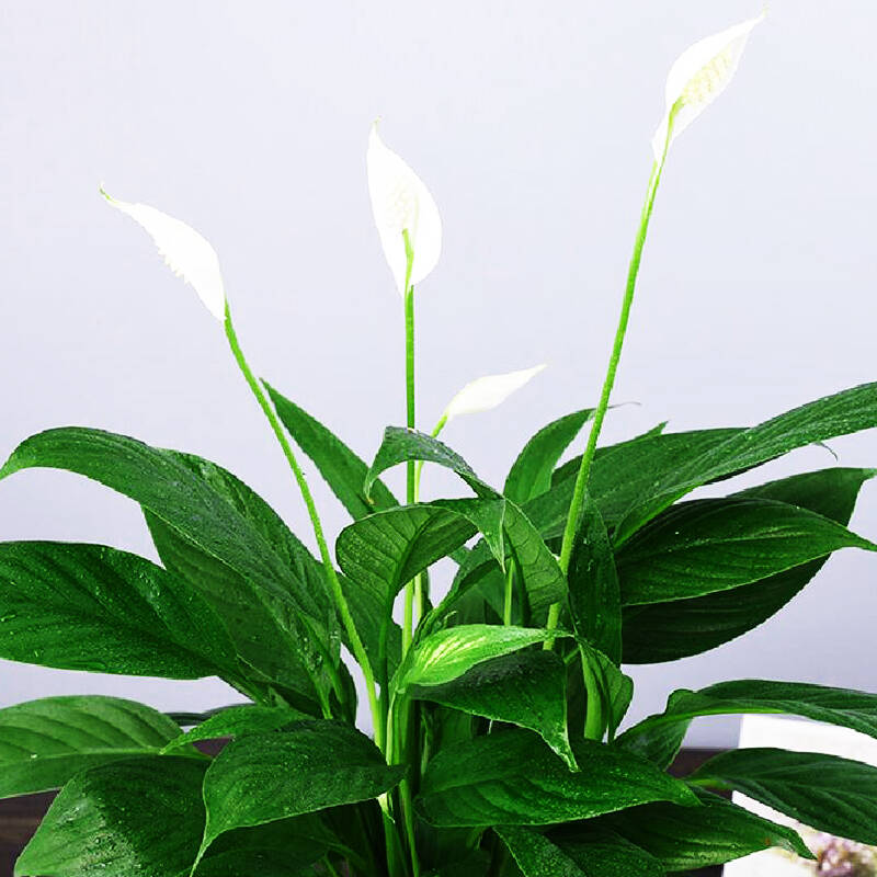 �׺������໹��ˮ���?ˮ��׺������ֳ�����������ķ���