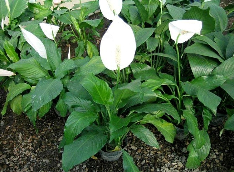 白鹤芋怎么养为什么不开花原因及怎么养开花多技巧