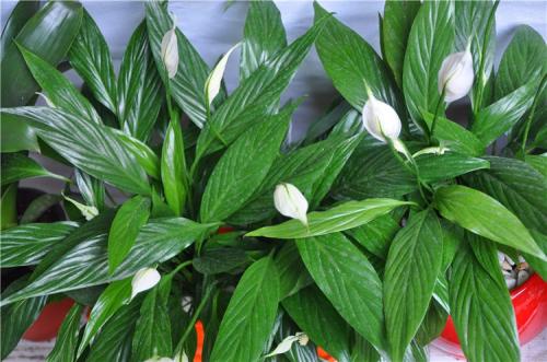 白鹤芋怎么养为什么不开花原因及怎么养开花多技巧