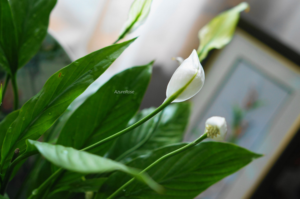 白鹤芋怎么养为什么不开花原因及怎么养开花多技巧