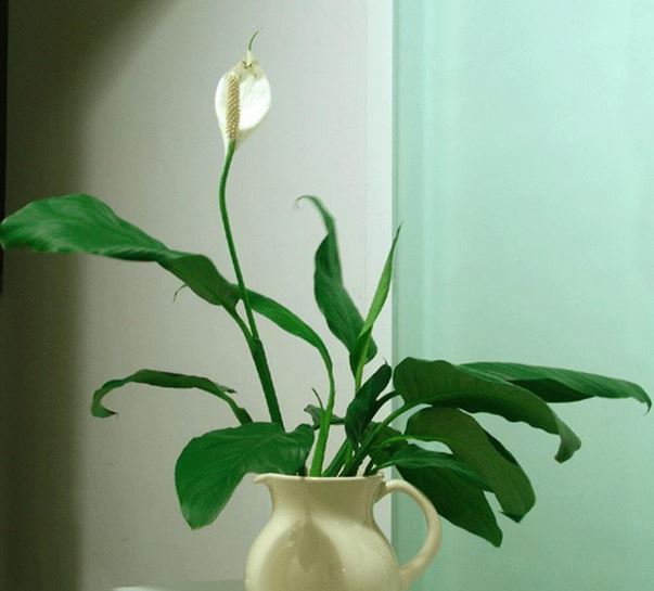 白鹤芋怎么养为什么不开花原因及怎么养开花多技巧