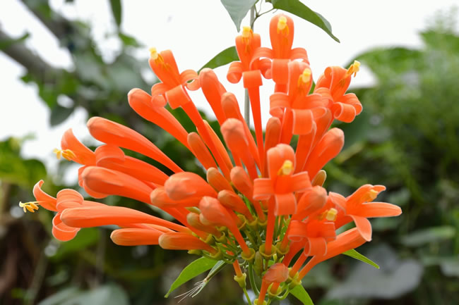 ���̻���ֲ���� ���̻�����ֳ������ע������