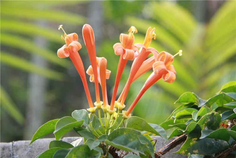 ���̻���ֲ���� ���̻�����ֳ������ע������