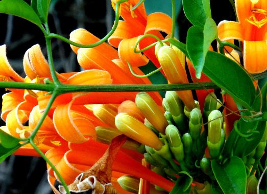 ���̻���ֲ���� ���̻�����ֳ������ע������