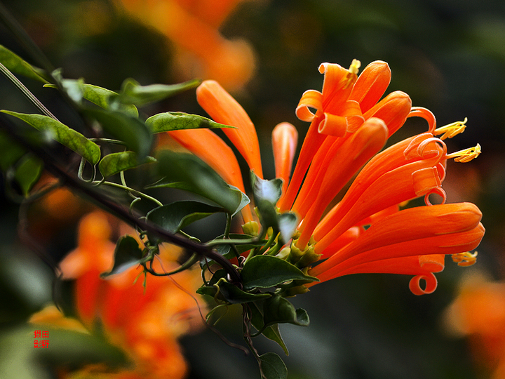 ���̻���ֲ���� ���̻�����ֳ������ע������