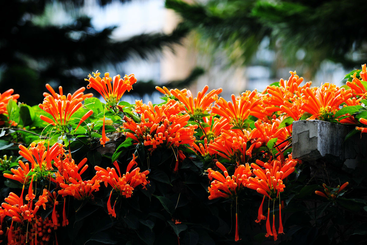 ���̻���ֲ���� ���̻�����ֳ������ע������