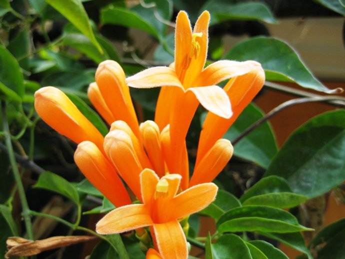 ���̻���ֲ���� ���̻�����ֳ������ע������