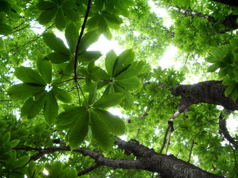 七叶树的果实能吃吗功效与作用有哪些 七叶树寓意象征着什么