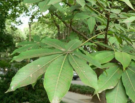 七叶树的果实能吃吗功效与作用有哪些 七叶树寓意象征着什么