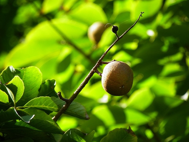 七叶树的果实能吃吗功效与作用有哪些 七叶树寓意象征着什么