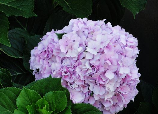 八仙花的花语寓意 八仙花的养殖方法和注意事项及扦插繁殖方法