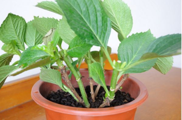 ���ɻ��Ļ���Ԣ�� ���ɻ�����ֳ������ע�����Ǥ�己ֳ����