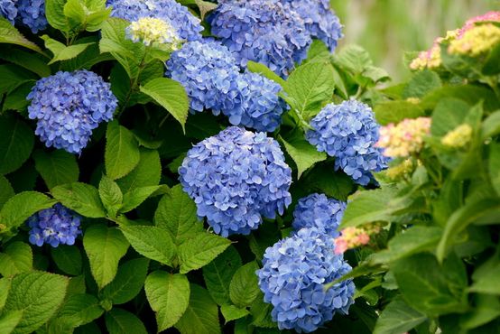 ���ɻ��Ļ���Ԣ�� ���ɻ�����ֳ������ע�����Ǥ�己ֳ����