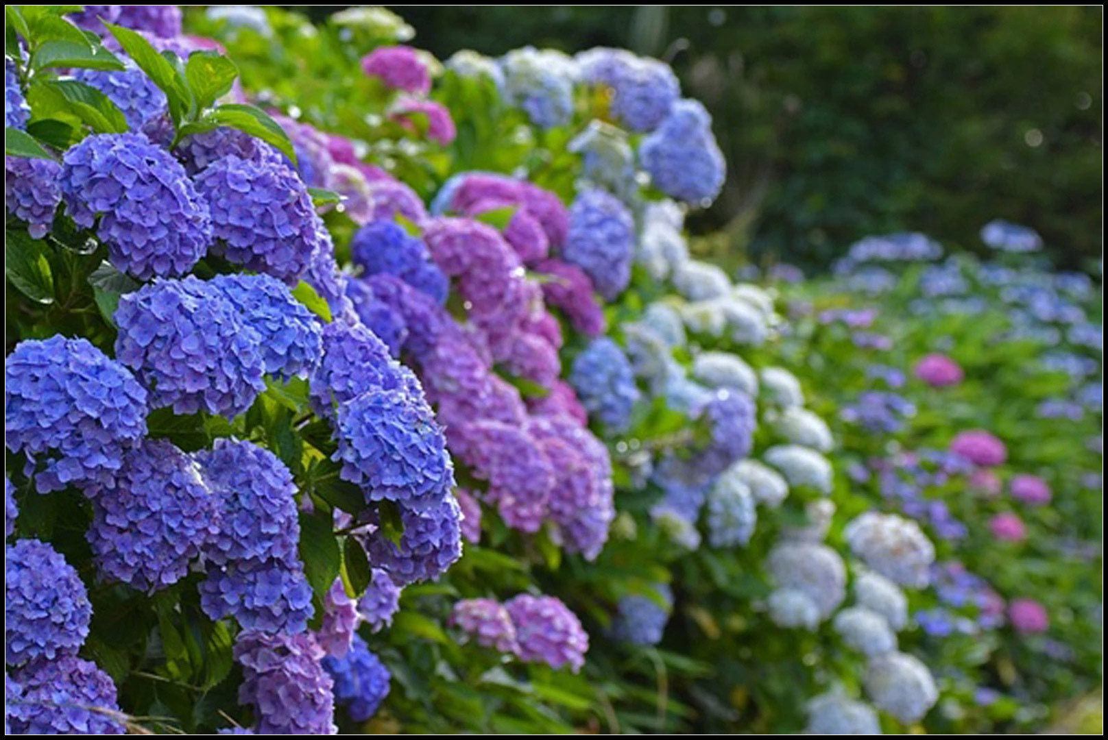 八仙花的花语寓意 八仙花的养殖方法和注意事项及扦插繁殖方法