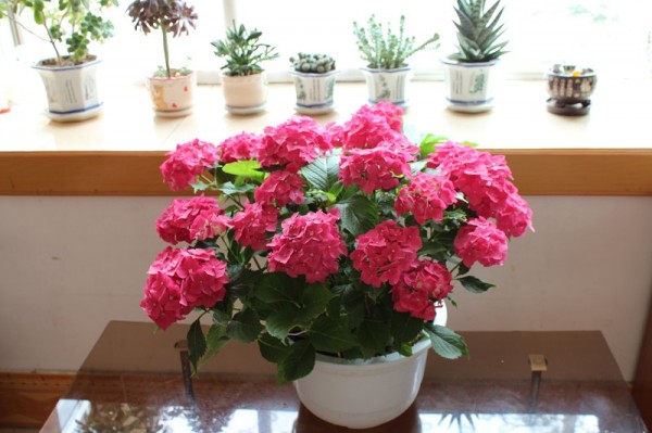 ���ɻ��Ļ���Ԣ�� ���ɻ�����ֳ������ע�����Ǥ�己ֳ����