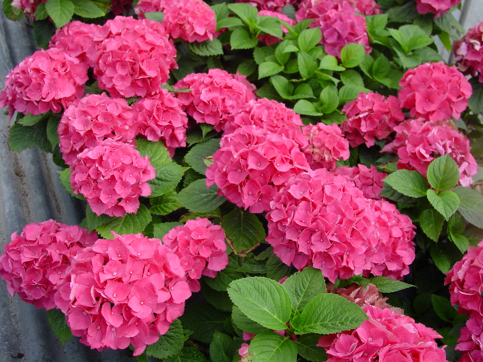 八仙花的花语寓意 八仙花的养殖方法和注意事项及扦插繁殖方法