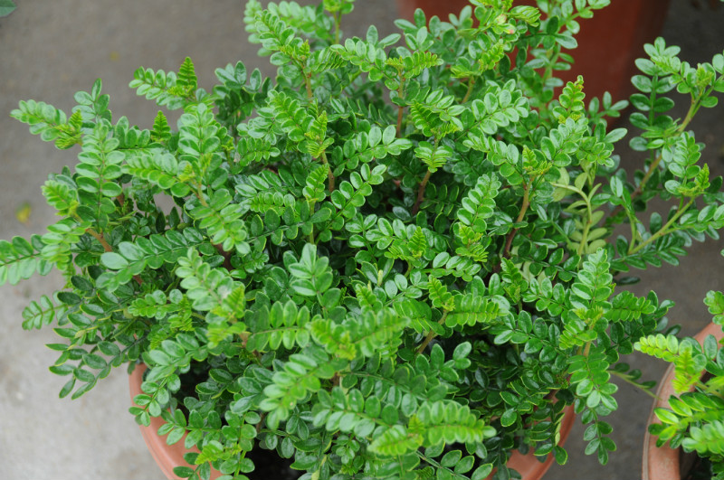 ����ľ�辰��ô���޼����ͽ̳�ͼ�� ����ľ��ǧ�۸��辰ͼƬ����