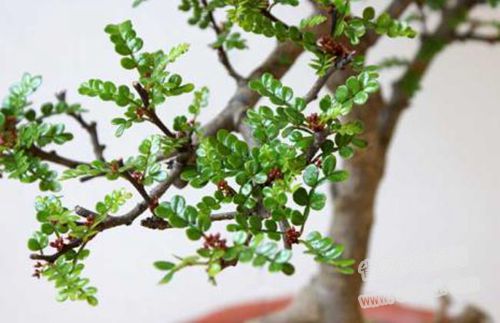 ����ľ�辰��ô���޼����ͽ̳�ͼ�� ����ľ��ǧ�۸��辰ͼƬ����