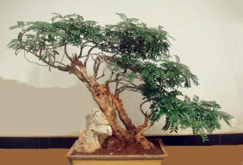 ����ľ�辰��ô���޼����ͽ̳�ͼ�� ����ľ��ǧ�۸��辰ͼƬ����