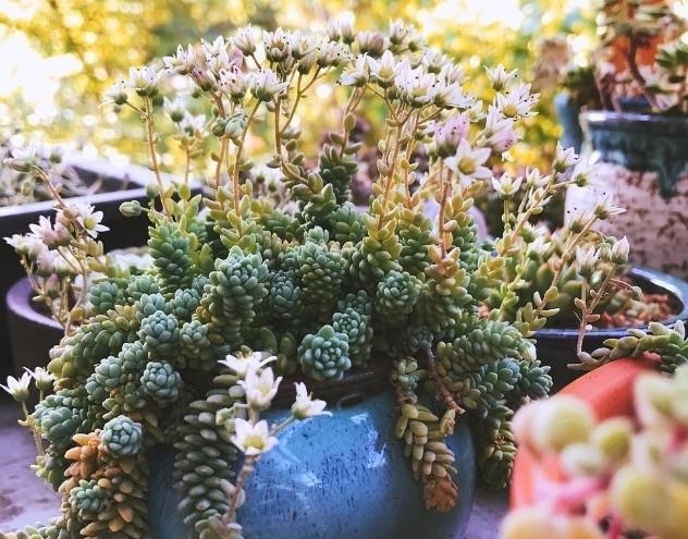 多肉姬星美人什么时候开花会死吗?姬星美人开花太惊艳高清图片