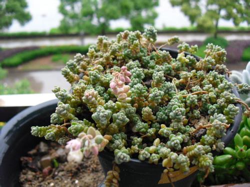 多肉姬星美人什么时候开花会死吗?姬星美人开花太惊艳高清图片