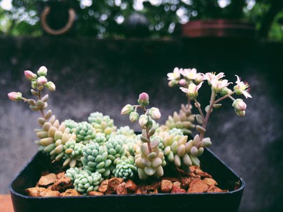 多肉姬星美人什么时候开花会死吗?姬星美人开花太惊艳高清图片