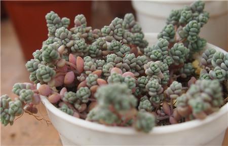 姬星美人一定要这样养才能快速爆盆!姬星美人最实用的养殖方法