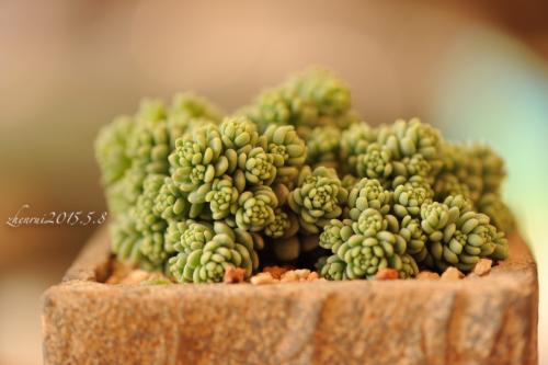 姬星美人一定要这样养才能快速爆盆!姬星美人最实用的养殖方法