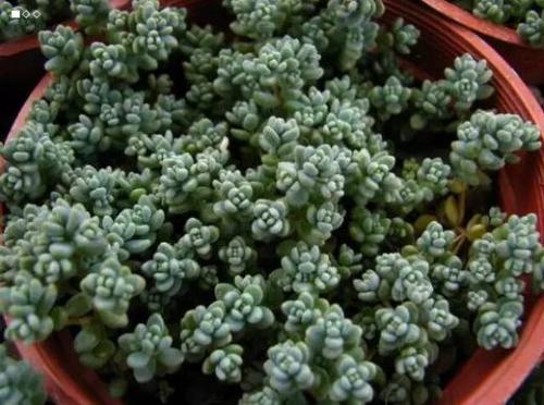 姬星美人一定要这样养才能快速爆盆!姬星美人最实用的养殖方法